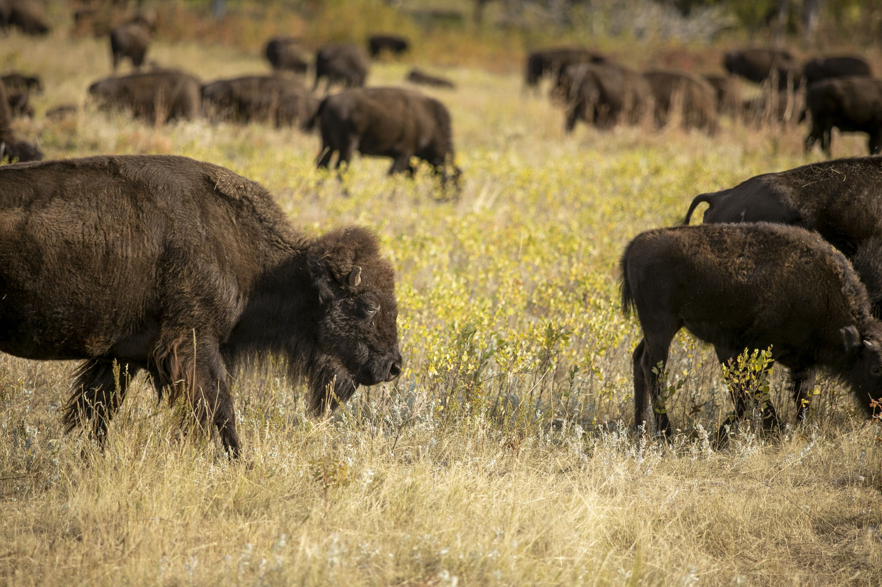 Buffalo Roundup Preview